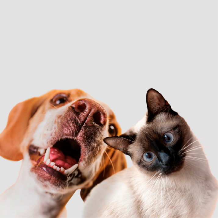 perros-y-gatos-juntos.png