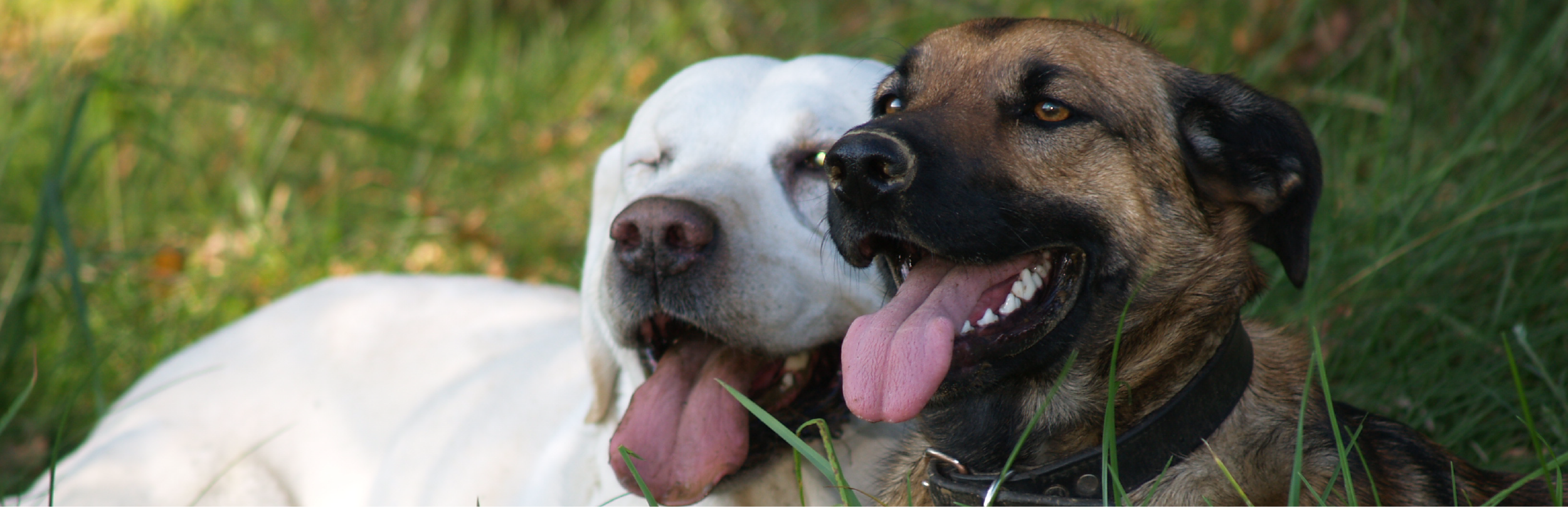 ley para esterilizar perros y gatos