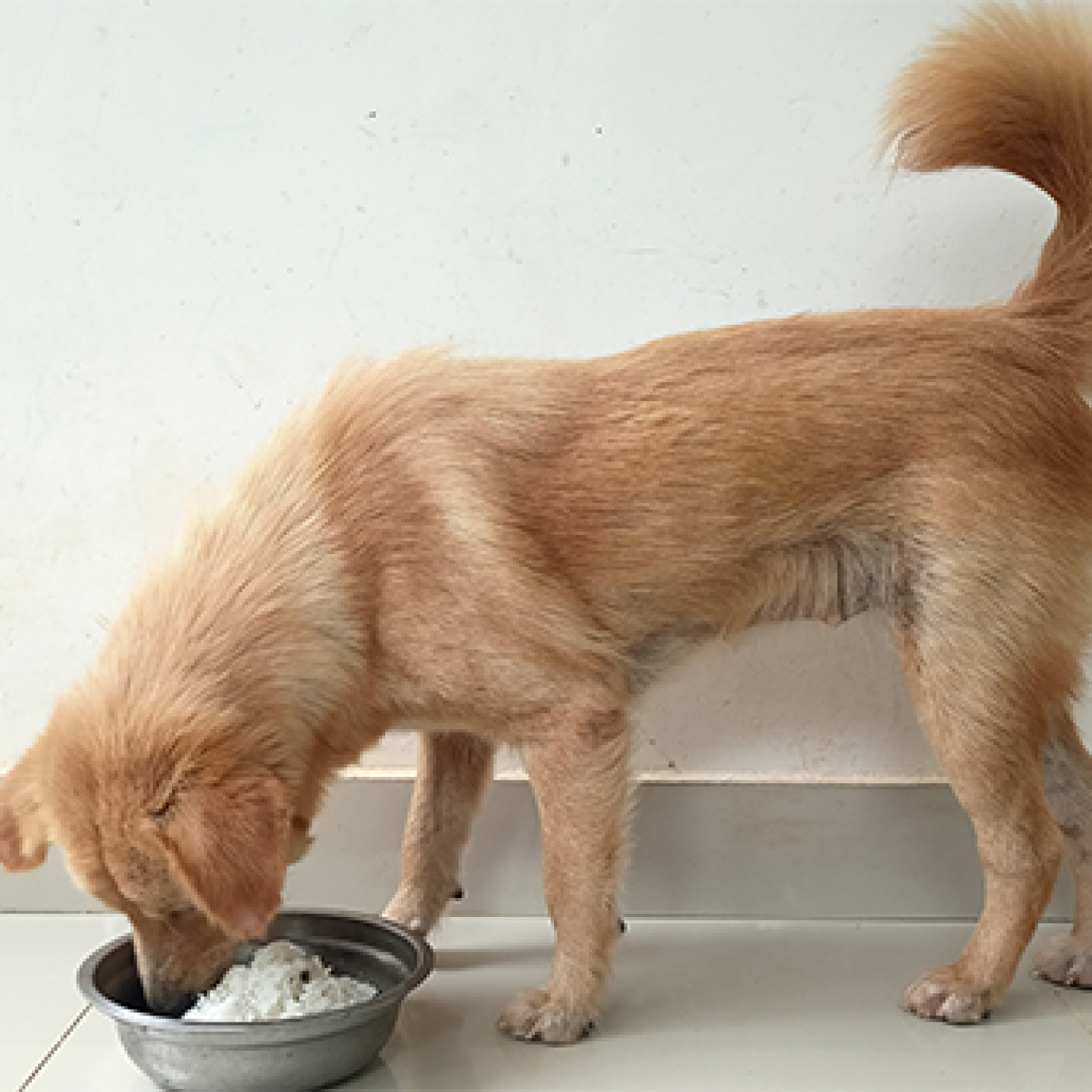 que-comida-casera-se-le-puede-dar-a-un-perro.jpg