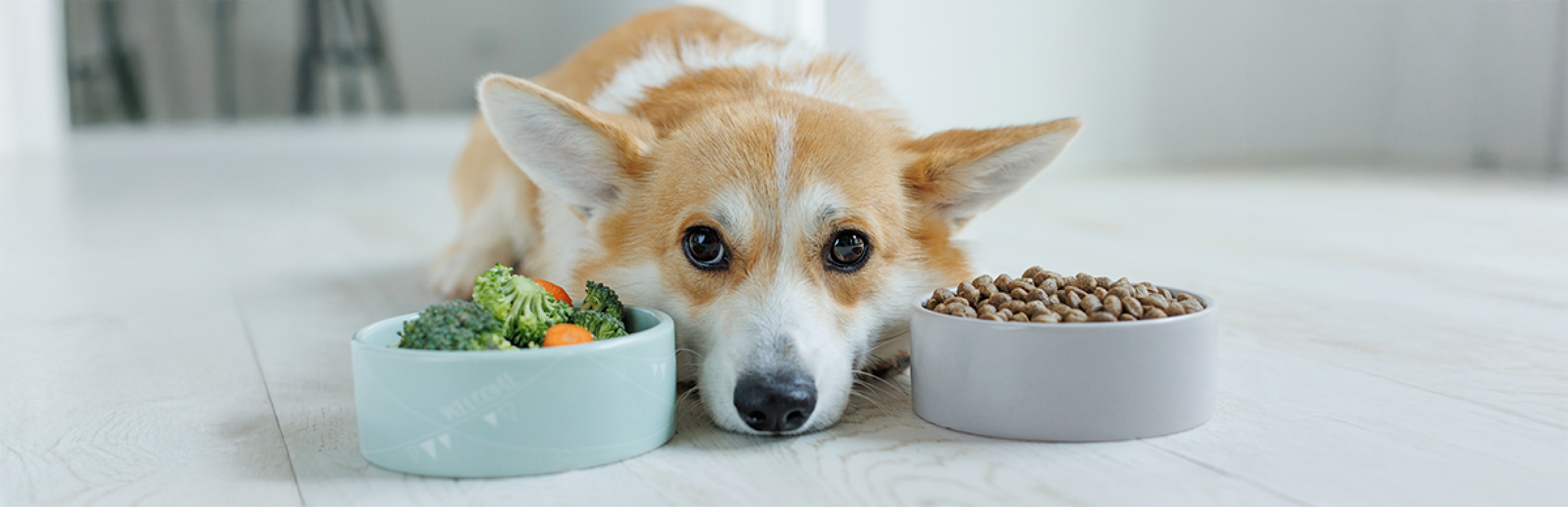 Comida casera para perros enfermos