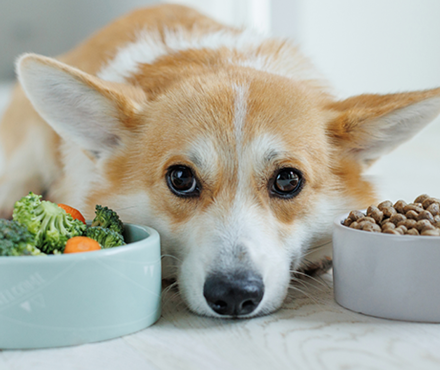 ¿Qué darle de comer a tu perro si no tienes concentrado?