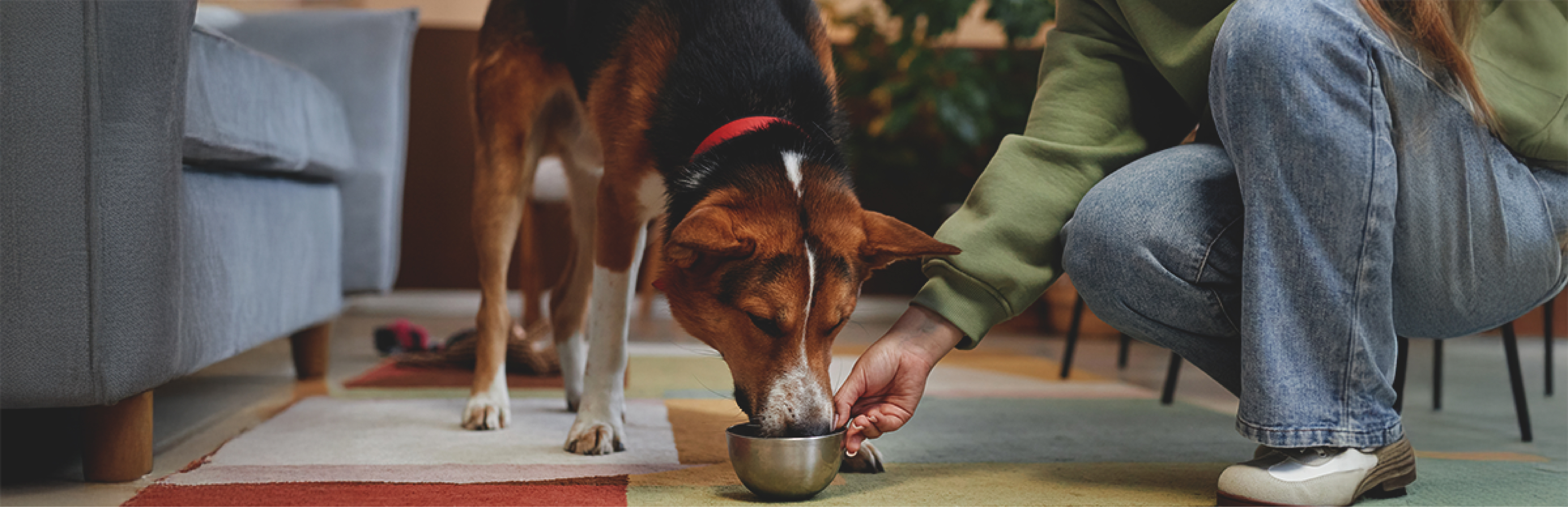 Guía de alimentación y nutrición del cachorro