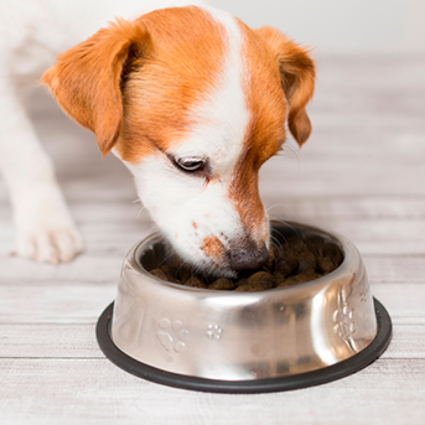 cual-es-el-mejor-alimento-para-perros.jpg