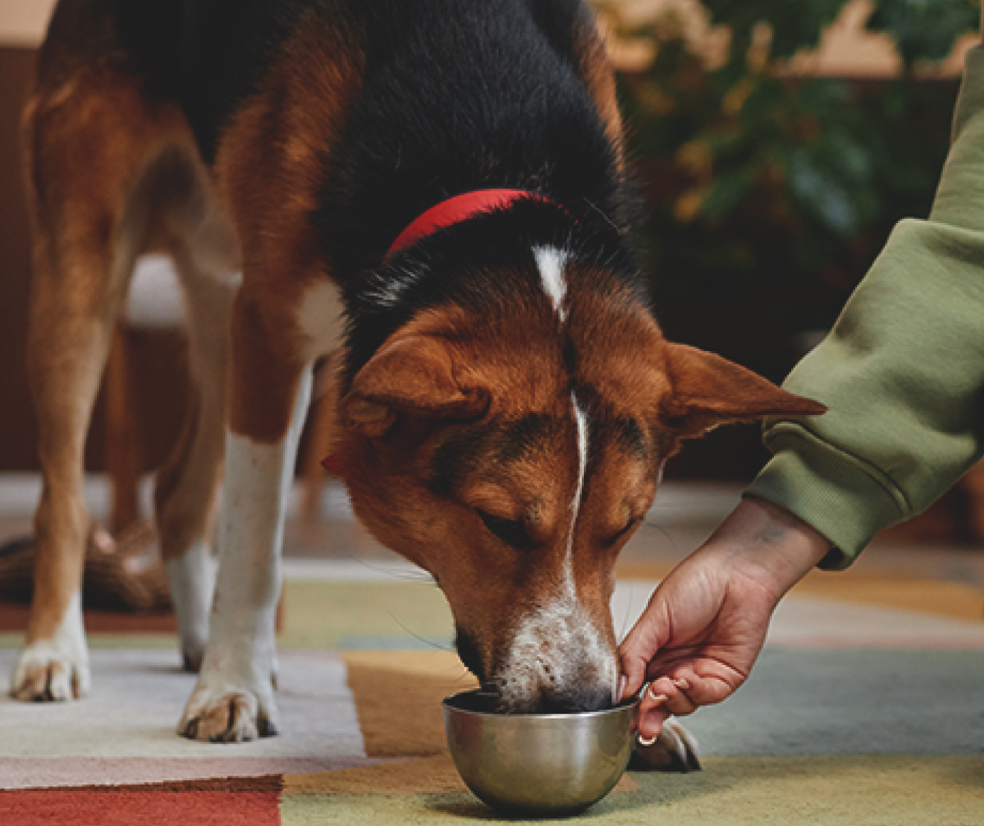 Qué debe tener un buen alimento para tu perro