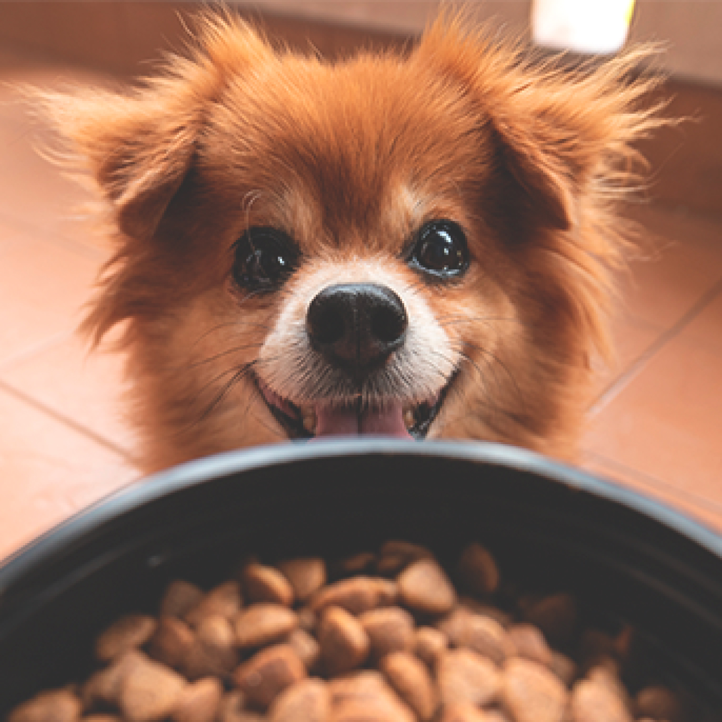 los-nutrientes-esenciales-para-perros.jpg