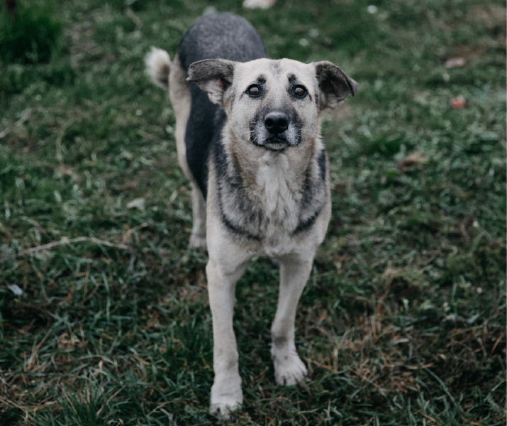 ¿Qué enfermedades puede tener un perro rescatado?