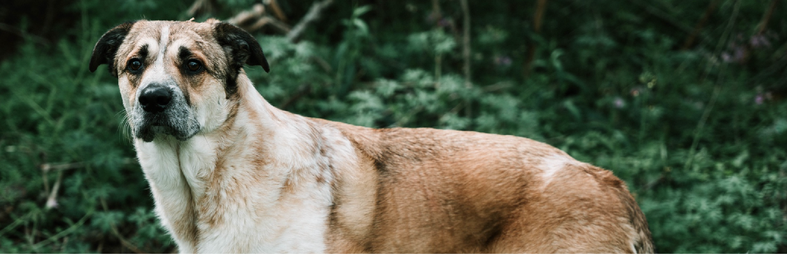 enfermedades en perros mas comunes