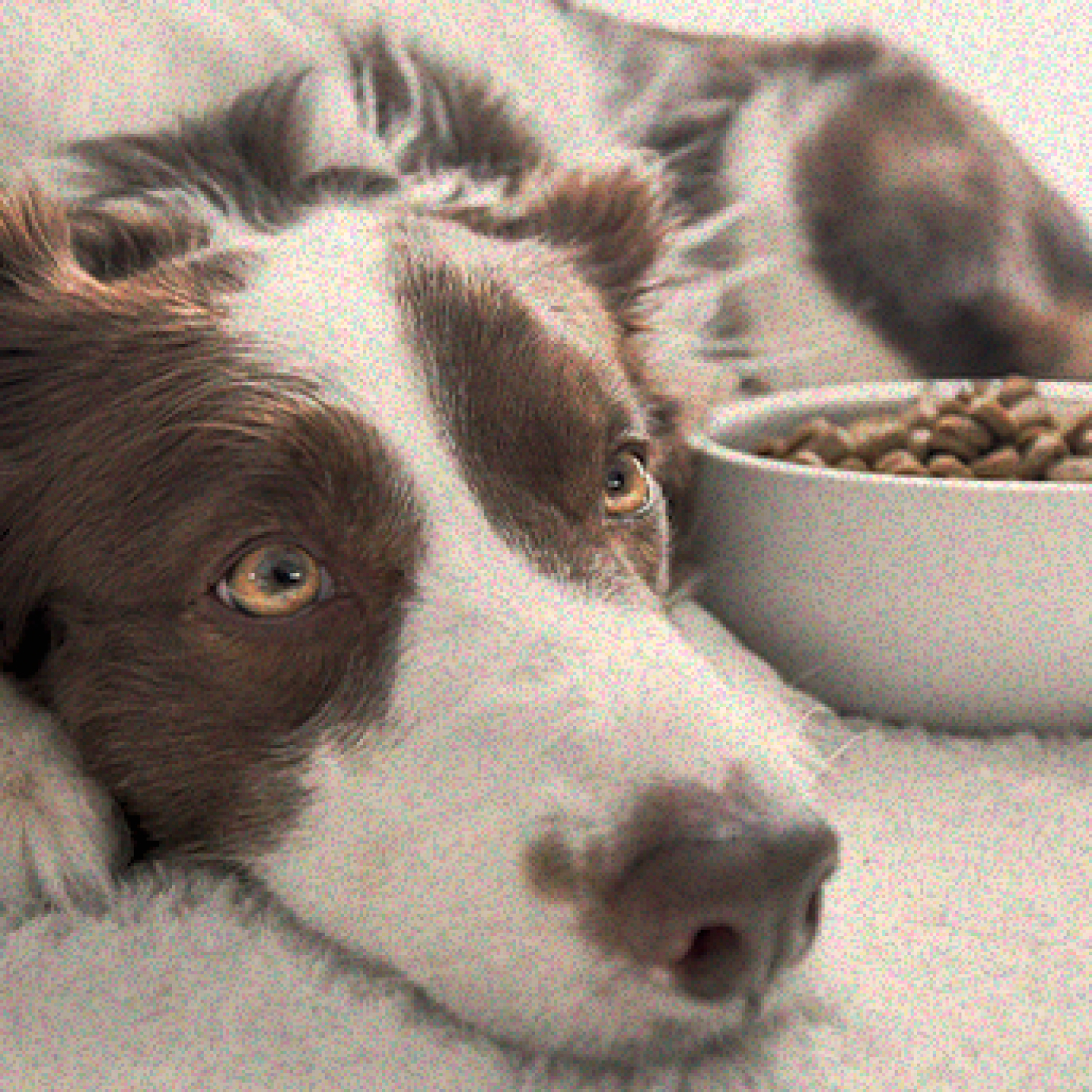 mi-cachorro-no-quiere-comer-y-solo-duerme.jpg