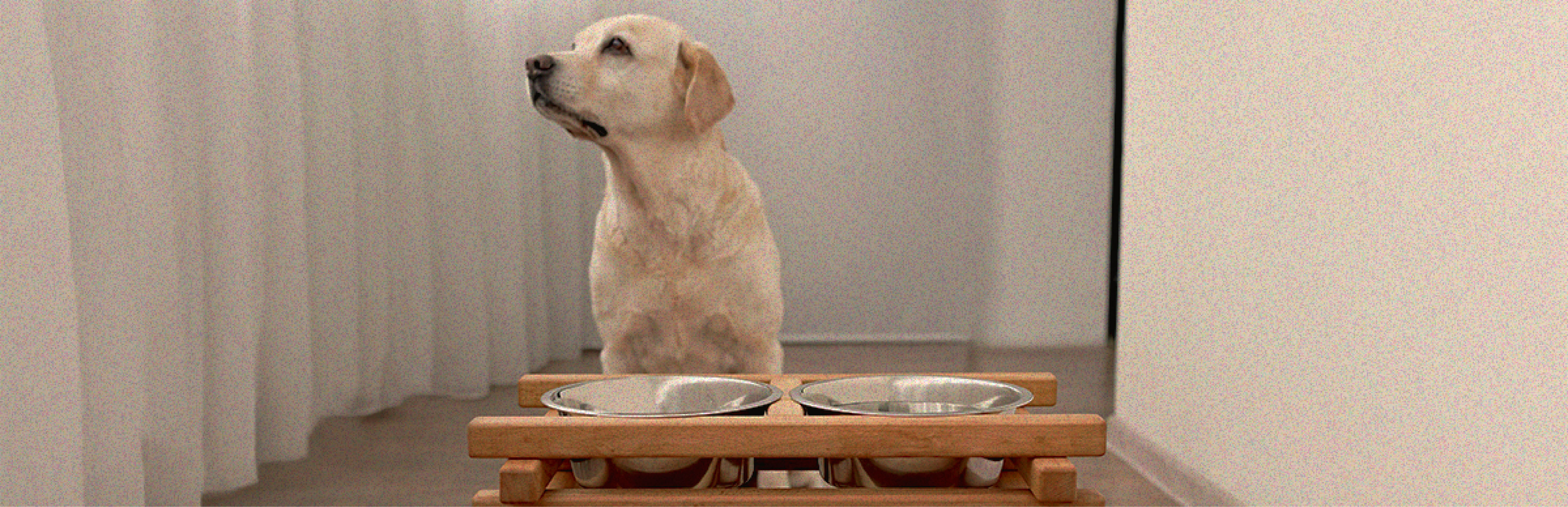 cuánto tiempo puede estar sin comer un cachorro