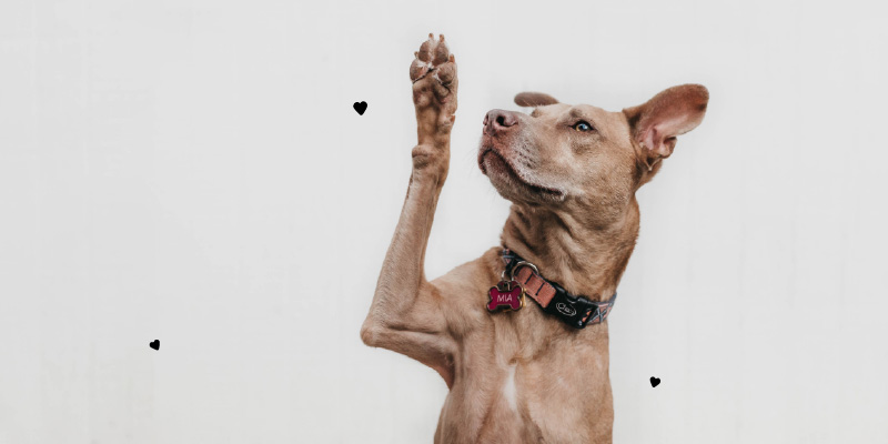 Porque adoptar un perro adulto