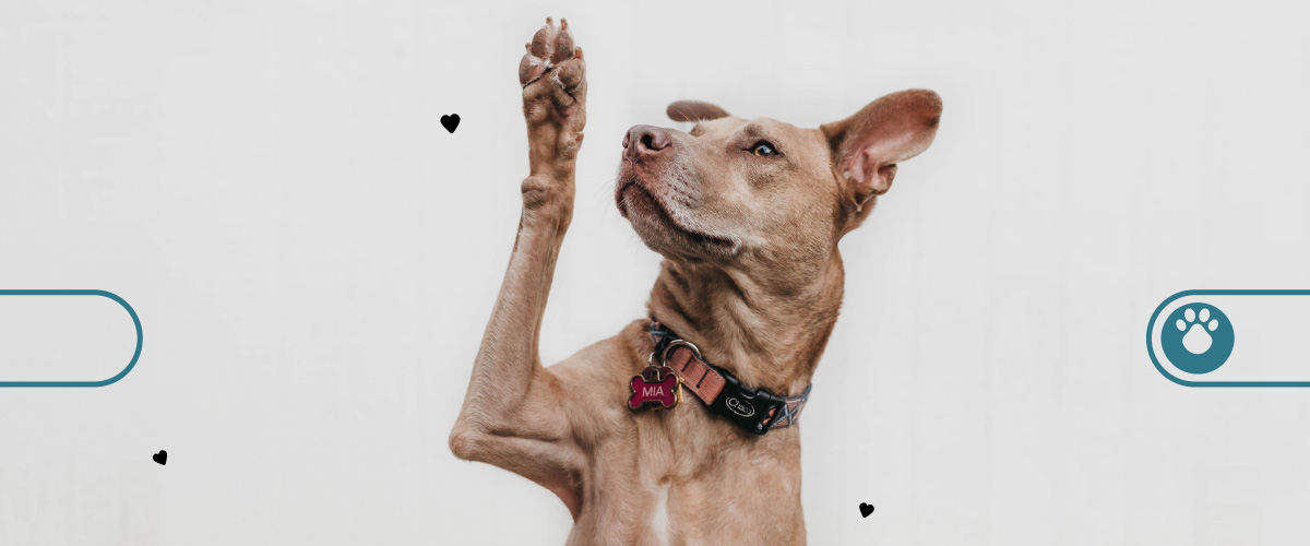 Porque adoptar un perro adulto