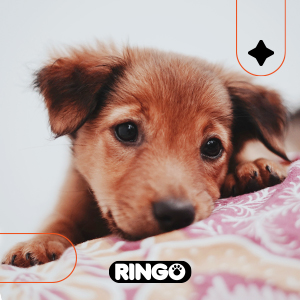 ¿Adoptaste un cachorro? Aprende cómo cuidar de su salud siguiendo estos consejos.