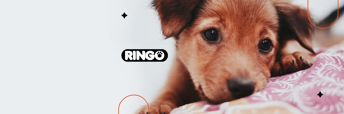 ¿Adoptaste un cachorro? Aprende cómo cuidar de su salud siguiendo estos consejos.