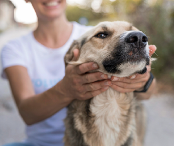 signos de envejecimiento en perros