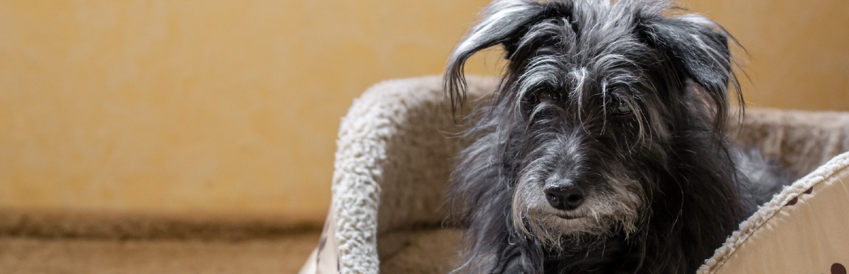 signos de envejecimiento en perros