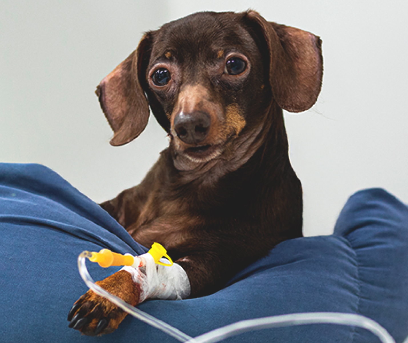 Señales de que un perro tiene parvovirus