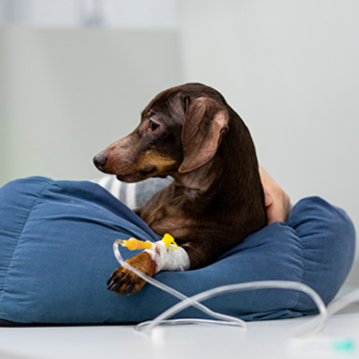 parvovirus-en-perros-adultos.jpg