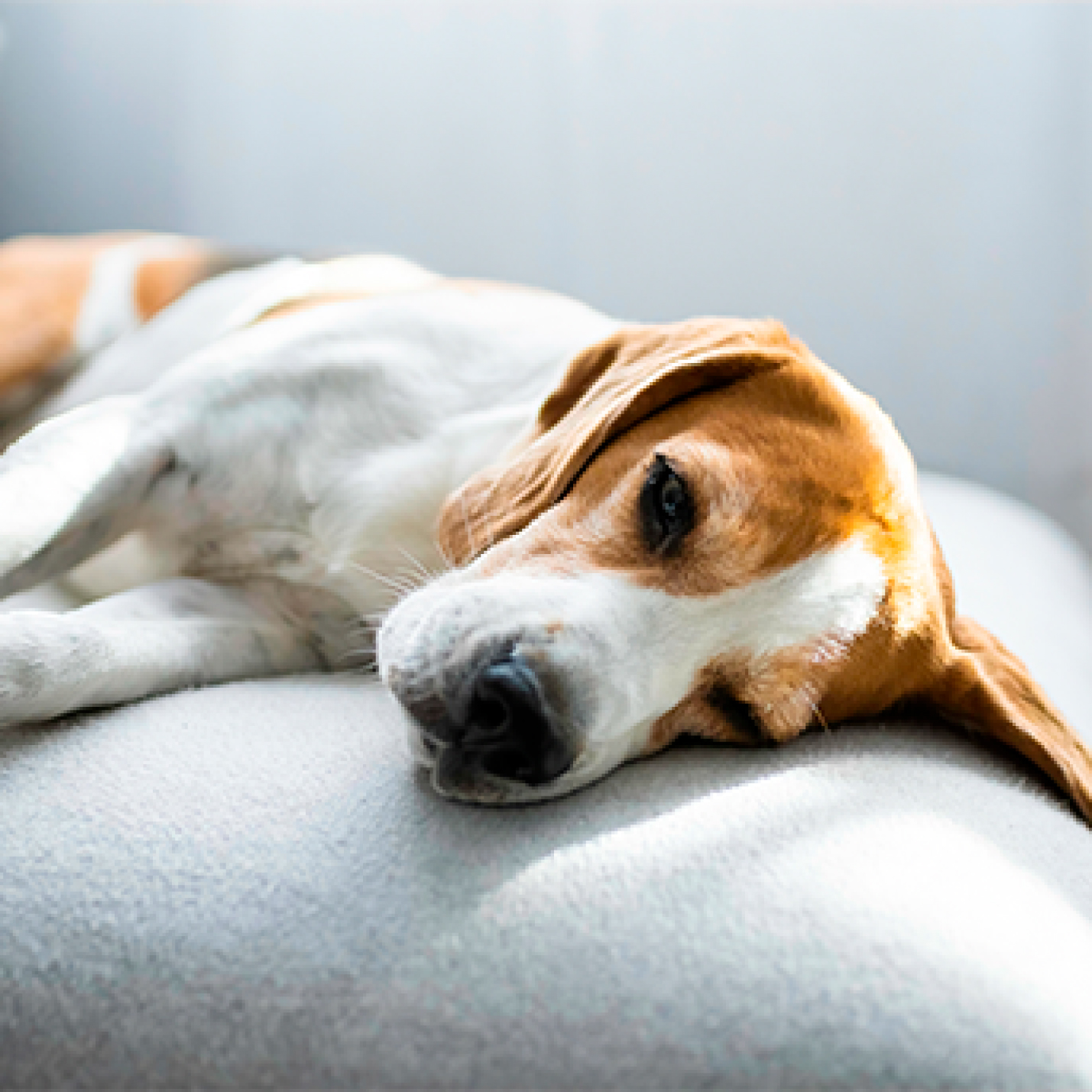 que-sirve-para-el-parvovirus-en-perros.jpg