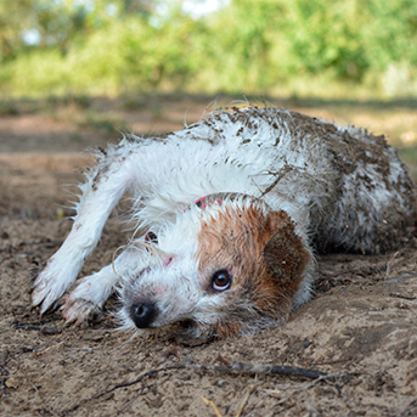 tratamiento-para-el-parvovirus-en-perros.jpg
