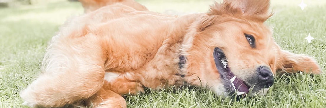 Fotografia para perros