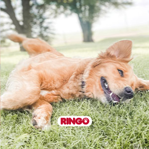 Fotografia para perros