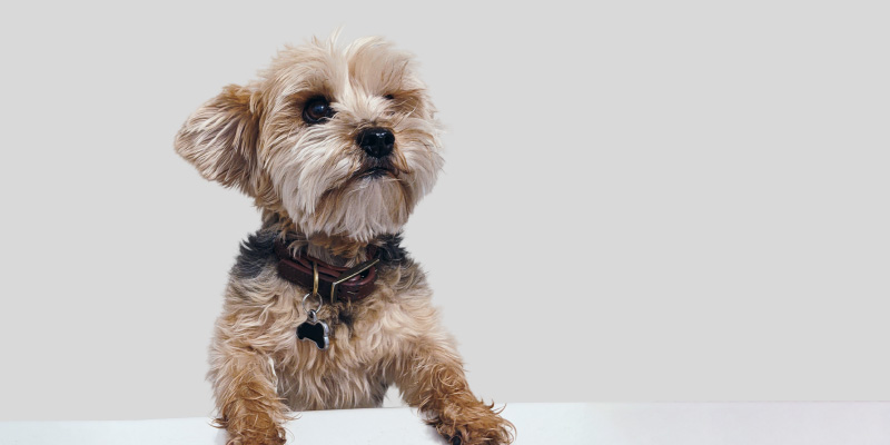 datos curiosos sobre los perros