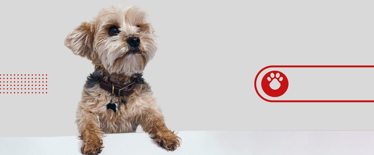 datos curiosos sobre los perros