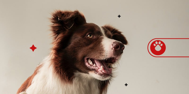 razas de perros más populares en Colombia