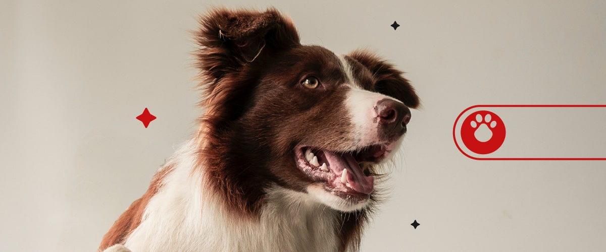 razas de perros más populares en Colombia