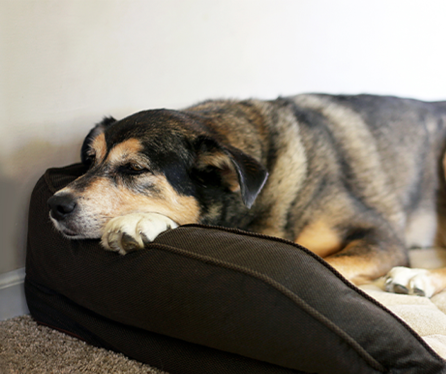 ¿Tu perro duerme lo suficiente? Señales para saberlo