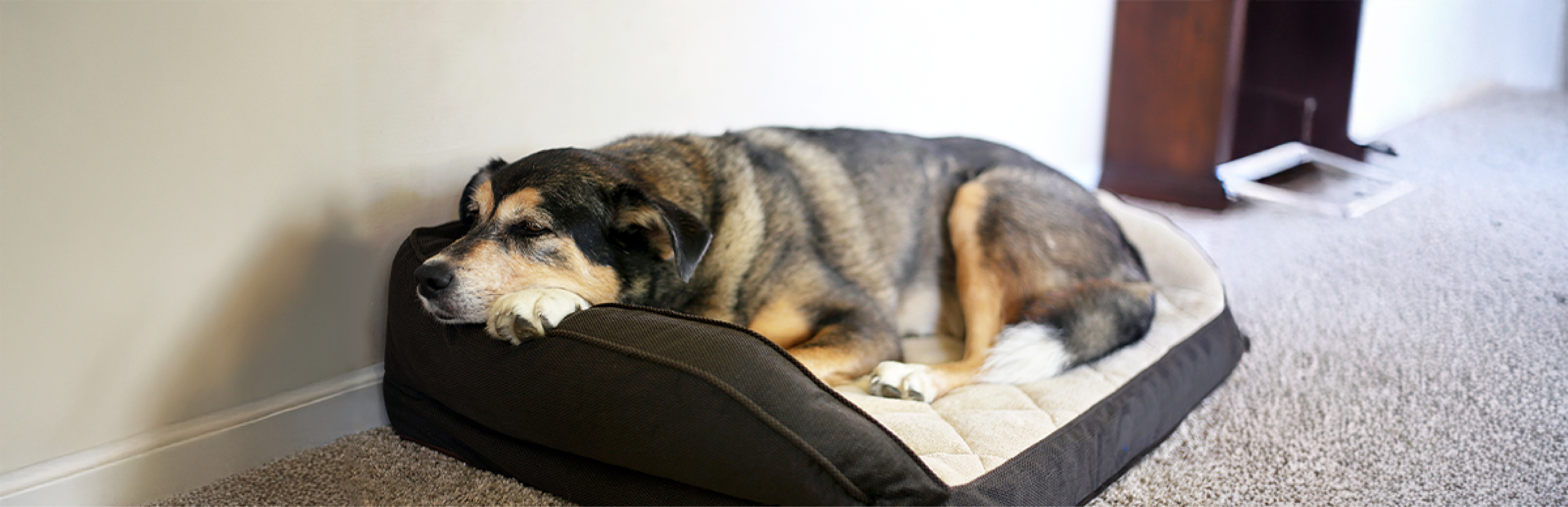 Cómo puedo saber si mi perro está durmiendo bien