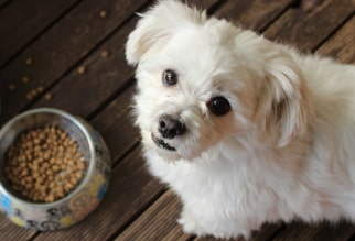 mi perro no quiere comer su alimento