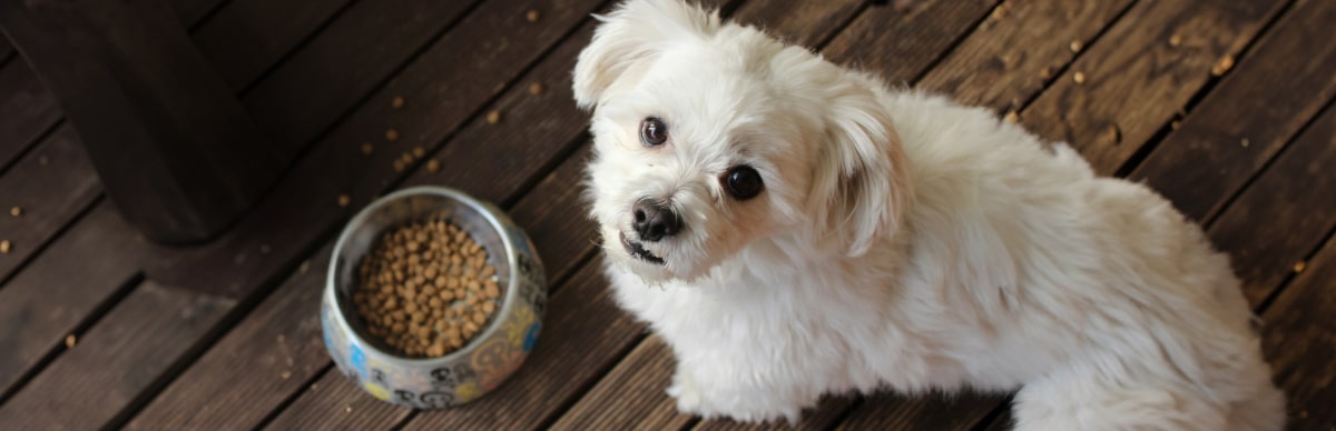 mi perro no quiere comer su alimento