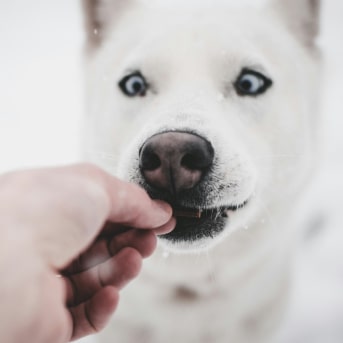 que hago si mi perro no quiere comer su comida.jpg