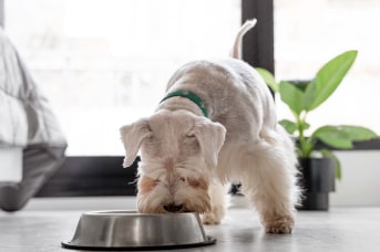 por que mi perro no quiere comer su comida .jpg