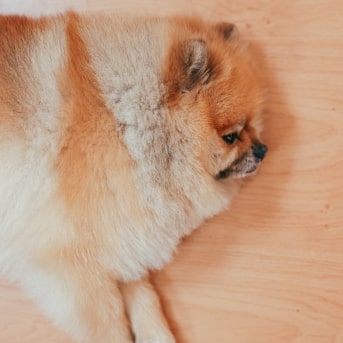 como cuidar a un perro después de la esterilizacion