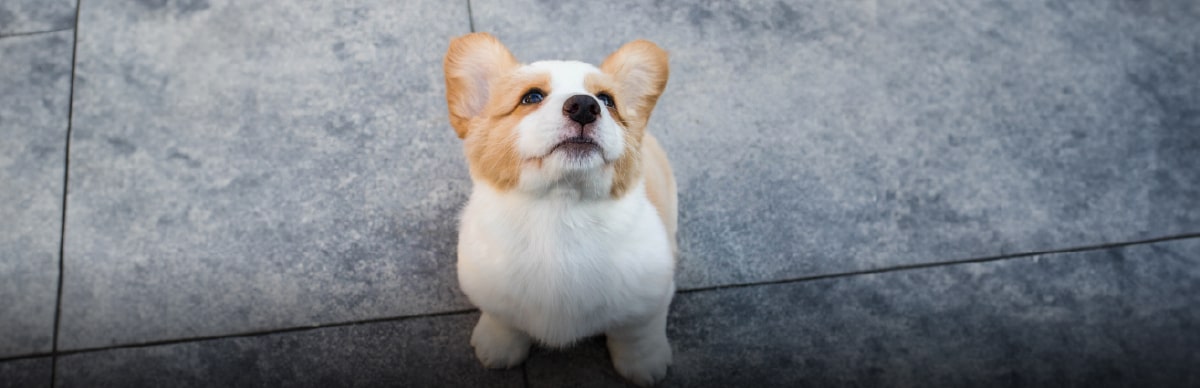 Los perros engordan despues de esterilizarlos