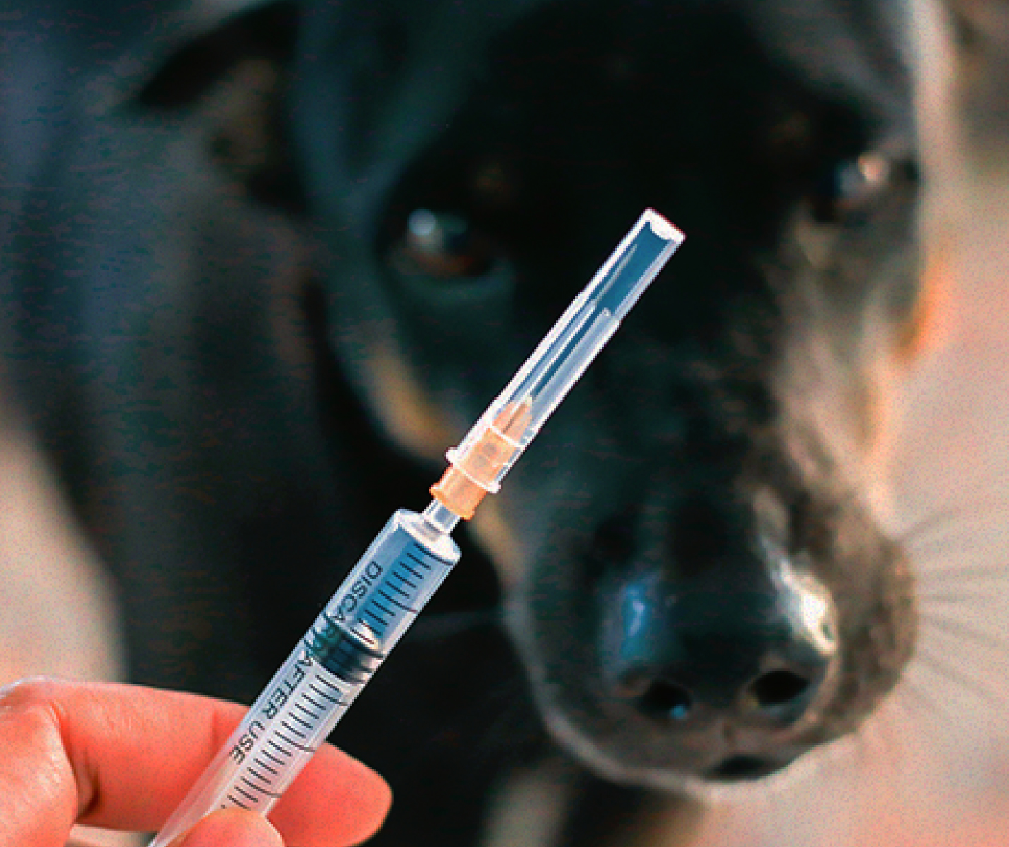 Vacuna contra la rabia en perros: guía para perrunos