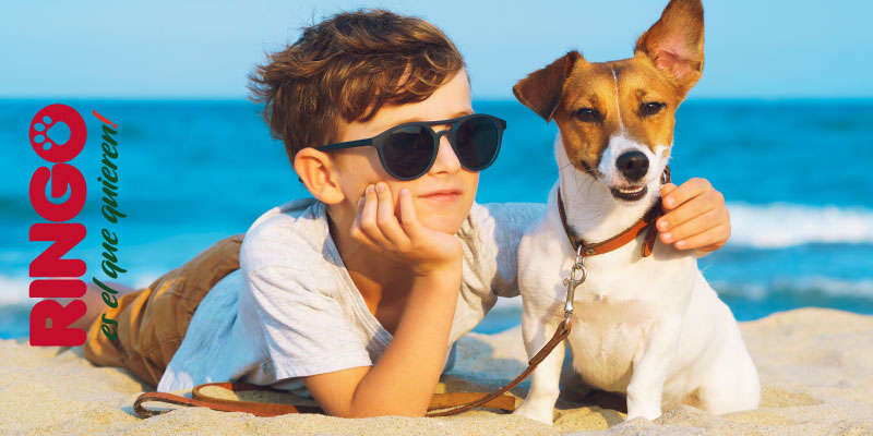 Vacaciones con tu perro