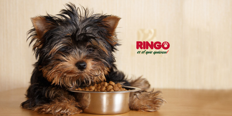 Tiza Dormido flotante Dosis y horarios de alimentación para tu cachorro | Efecto Ringo