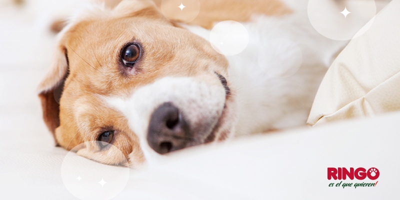 Aromaterapia en perros