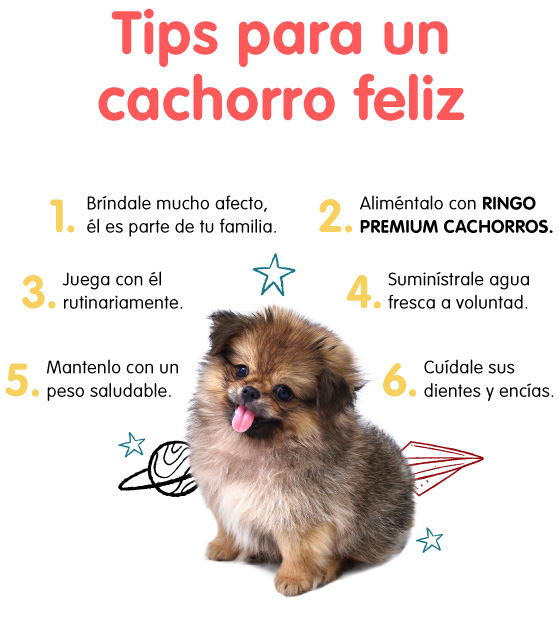 Conoce los tips para una cachorro feliz