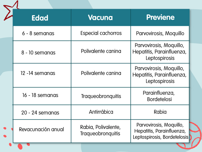 Calendario de vacunas para tu perro