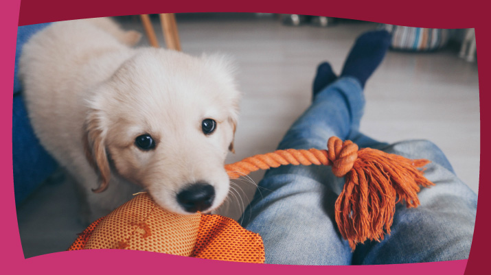 Adecua un espacio para tu cachorro