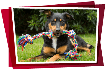 Ejercicios para hacer con perro en casa