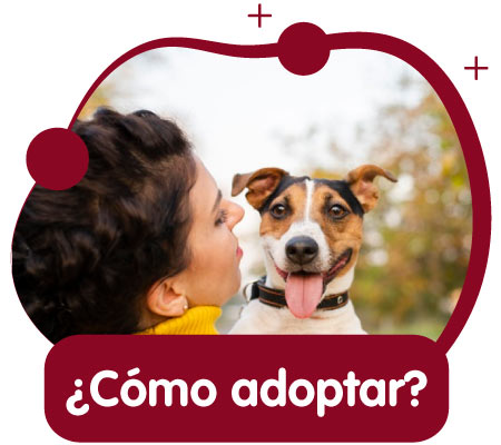 ¿Cómo adoptar un perrito?