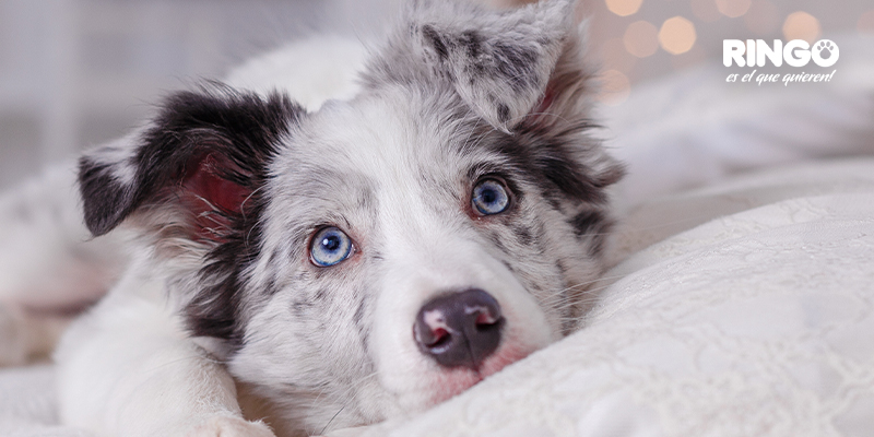 BANNER-PREPARA-TU-PERRO-INTERNA-(1)