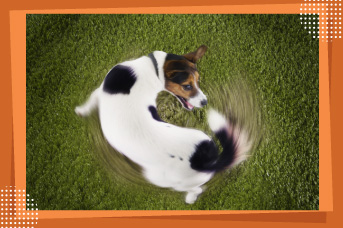 el autismo en los perros