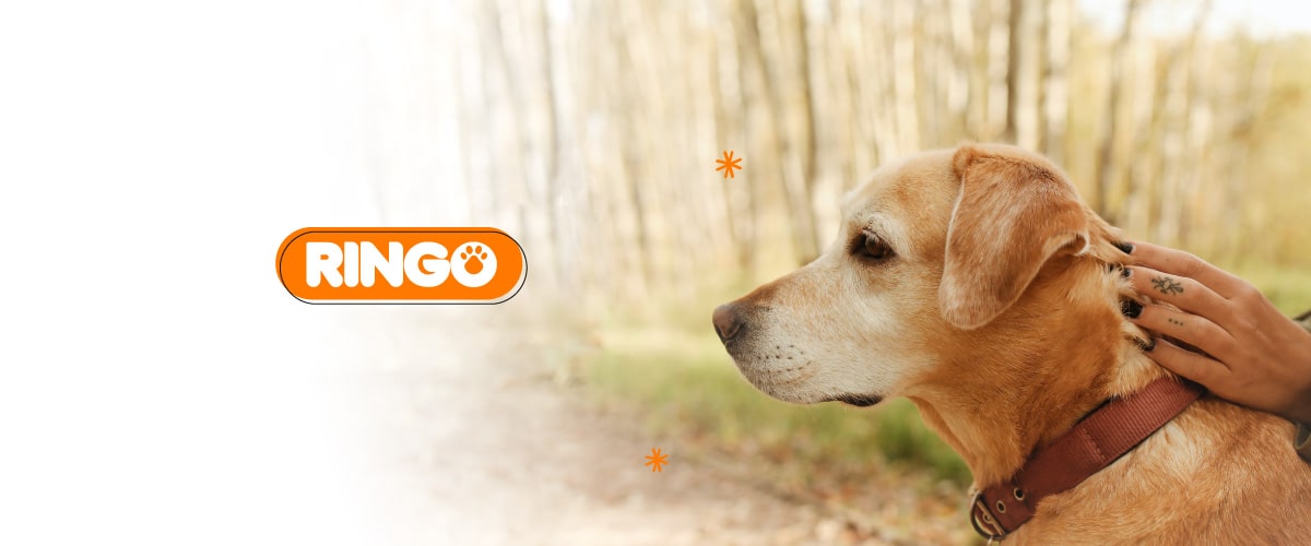 interna-6-Cuidados-básicos-para-un-perro-anciano-min