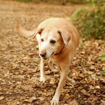para-un-perro-anciano-min